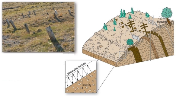 <strong> The mass movement process responsible of the curved growing pattern in the trees and the downslope leaning of the utility posts and fences is</strong> A)debris avalanche. B)soil creep. C)landslide. D)rockfall. E)slump.