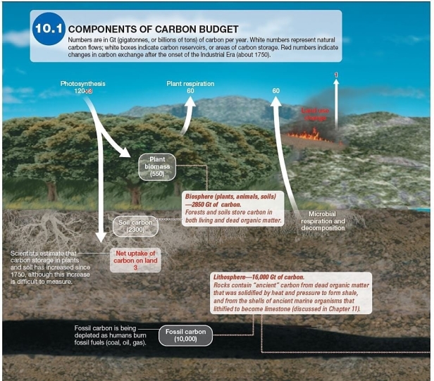   Which of the following is not considered an important carbon sink? A) oceans B) rocks C) forests D) farmlands E) soils