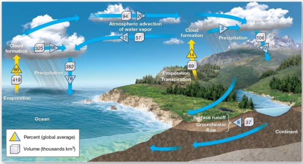  The hydrologic cycle model.Water travels endlessly through the hydrosphere,atmosphere,lithosphere,and biosphere.The triangles show global average values as percentages.Note that all evaporation (86% + 14% = 100%) equals all precipitation (78% + 22% = 100%) and that advection in the atmosphere is balanced by surface runoff,streamflow,and groundwater flow when all of Earth is considered.   What percentage of precipitation occurs over oceans? A) 8 B) 14 C) 22 D) 78 E) 86