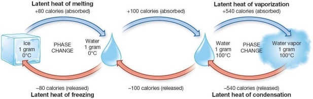  Latent Energy absorbed and released during phase changes of water  The latent heat of melting and the latent heat of freezing involve the absorption or release of ____ Calories per gram of water changing state. A) 80 B) 100 C) 540 D) 585 E) 0