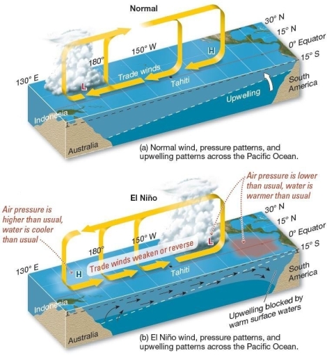 100)   Normal and El Niño conditions in the Pacific  Which of the following is associated with an ENSO event? A) enhanced upwelling in the Humboldt (Peru) current B) increased thermocline in the eastern Pacific C) cooler than normal sea surface temperatures along the western South American coast D) higher pressure over the western Pacific and lower pressure over the eastern Pacific E) stronger than normal trade winds
