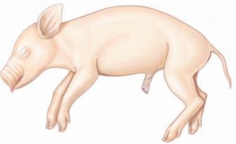 <strong>Which term refers to the ventral surface of a four-legged animal?  </strong> A) inferior B) superior C) caudal D) cephalic <div style=padding-top: 35px> 
