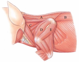 <strong>Identify the longissimus dorsi in the following figure.  </strong> A) A B) B C) C D) D E) E <div style=padding-top: 35px> 