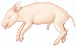 Which term refers to the tail end of a four-legged animal?   A)  caudal B)  superior C)  inferior D)  cephalic