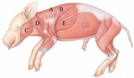 Identify the spinotrapezius in the following figure.   A)  A B)  B C)  C D)  D E)  E