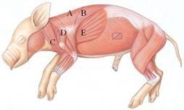 <strong>Identify the brachiocephalic in the following figure.  </strong> A) A B) B C) C D) D E) E <div style=padding-top: 35px> 
