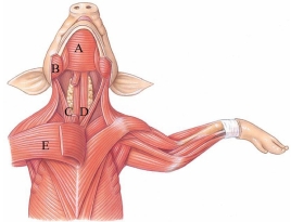 Identify the masseter in the following figure.   A)  A B)  B C)  C D)  D E)  E