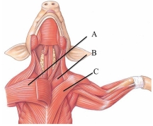 <strong>Identify the posterior deep pectoralin the following figure.  </strong> A) A B) B C) C <div style=padding-top: 35px> 