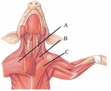 <strong>Identify the anterior deep pectoral in the following figure.  </strong> A) A B) B C) C <div style=padding-top: 35px> 