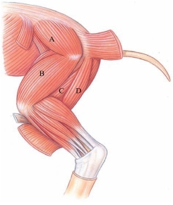 Identify the semimembranosus in the following figure.   A)  A B)  B C)  C D)  D