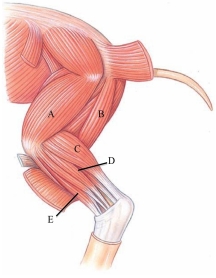 <strong>Identify the gastrocnemius in the following figure.  </strong> A) A B) B C) C D) D E) E <div style=padding-top: 35px> 