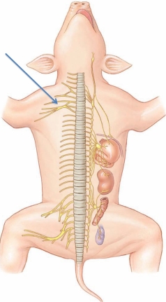 Identify the nerve plexus at the tip of the arrow in the following figure.   A)  sacral plexus B)  brachial plexus C)  lumbar plexus D)  cervical plexus