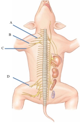 Identify the radial nerve in the following figure.   A)  A B)  B C)  C D)  D
