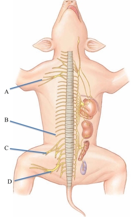 Identify the sciatic nerve in the following figure.   A)  A B)  B C)  C D)  D