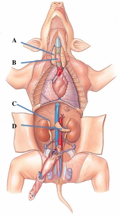 Identify the thymus gland in the following figure.   A)  A B)  B C)  C D)  D