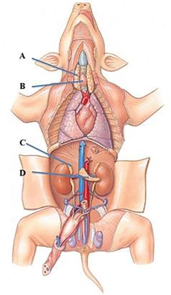 <strong>Identify the adrenal gland in the following figure.  </strong> A) A B) B C) C D) D <div style=padding-top: 35px> 
