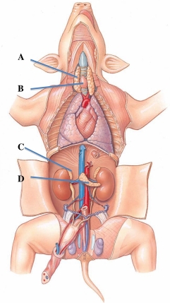 <strong>Identify the gland that produces calcitonin, T3, and T4.  </strong> A) A B) B C) C D) D <div style=padding-top: 35px> 