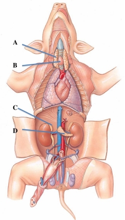 <strong>Identify the gland that produces mineralcorticoids, glucocorticoids, androgens, and norepinephrine.  </strong> A) A B) B C) C D) D <div style=padding-top: 35px> 