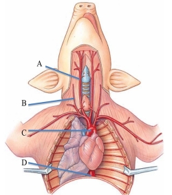 Identify the aortic arch in the following figure.   A)  A B)  B C)  C D)  D