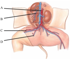 Identify the deep femoral artery in the following figure.   A)  A B)  B C)  C D)  D E)  E