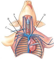 Identify the right cephalic vein in the following figure.   A)  A B)  B C)  C D)  D
