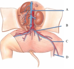 Identify the external iliac vein in the following figure.   A)  A B)  B C)  C D)  D