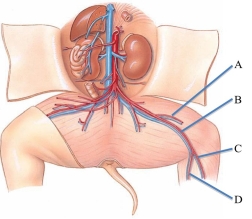 Identify the saphenous vein in the following figure.   A)  A B)  B C)  C D)  D