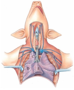 Identify the trachea in the following figure.   A)  A B)  B C)  C D)  D E)  E