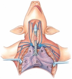 Identify the caudal lobe of the left lung in the following figure.   A)  A B)  B C)  C D)  D E)  E