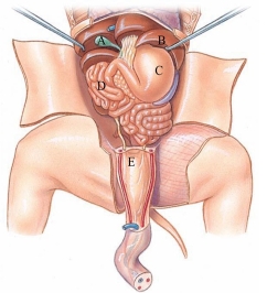 Identify the small intestine in the following figure.   A)  A B)  B C)  C D)  D E)  E