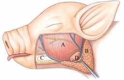 Identify the submaxillary gland in the following figure.   A)  A B)  B C)  C D)  D