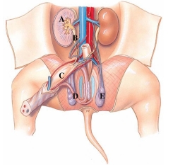 Identify the ureters in the following figure.   A)  A B)  B C)  C D)  D E)  E