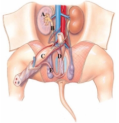 Identify the urethra in the following figure.   A)  A B)  B C)  C D)  D E)  E