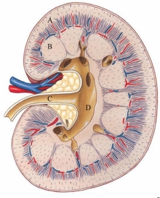 Identify the renal cortex in the following figure.   A)  A B)  B C)  C D)  D