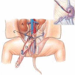 Identify the uterus in the following figure.   A)  A B)  B C)  C D)  D E)  E