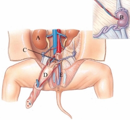 Identify the urinary bladder in the following figure.   A)  A B)  B C)  C D)  D E)  E