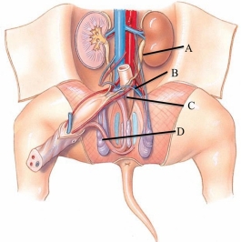 Identify the penis in the following figure.   A)  A B)  B C)  C D)  D