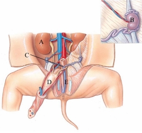 Identify the uterus in the following figure.   A)  A B)  B C)  C D)  D E)  E