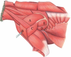Which letter is marking the teres major in this figure?   A)  A B)  B C)  C D)  D E)  E