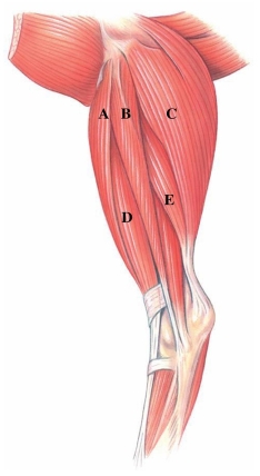 Identify the fibularis longus in the following figure.   A)  A B)  B C)  C D)  D E)  E