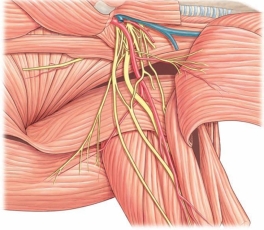 Which nerve plexus is shown in this figure?   A)  lumbar plexus B)  sacral plexus C)  brachial plexus D)  cervical plexus