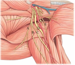 Identify the radial nerve in the following image.   A)  A B)  B C)  C D)  D E)  E