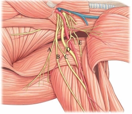 Identify the median nerve in the following image.   A)  A B)  B C)  C D)  D E)  E