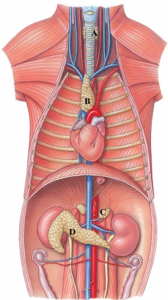 Identify the adrenal gland in the following figure.   A)  A B)  B C)  C D)  D