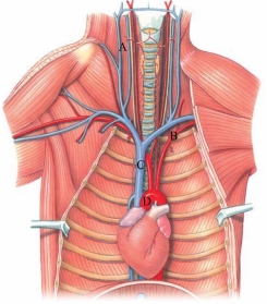 Identify the aortic arch in the figure.   A)  A B)  B C)  C D)  D