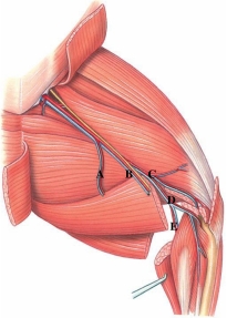 Identify the deep femoral artery in this figure.   A)  A B)  B C)  C D)  D E)  E