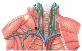 Identify the cervical lymph nodes in the following figure.   A)  A B)  B C)  C