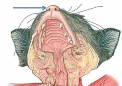Identify the structure at the tip of the arrow in the figure shown.   A)  external nares B)  internal nares C)  nasopharynx D)  epiglottis