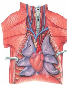 Identify the trachea in the following figure.   A)  A B)  B C)  C D)  D E)  E