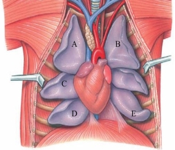 Identify the caudal lobe of the right lung in the figure.   A)  A B)  B C)  C D)  D E)  E